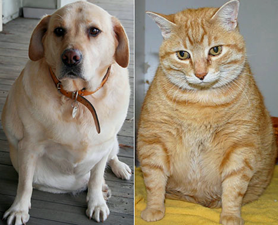 A Weighty Issue: Dog or Cat Obesity | Bothell Pet Hospital Case ...