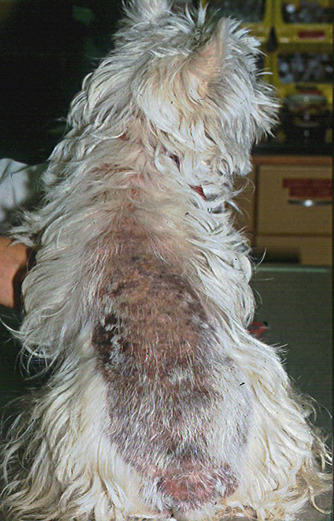 dog sensitive to flea treatment