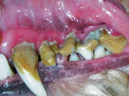 Dog teeth cleaning woodinville