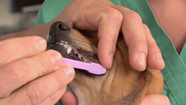 Brush dog teeth